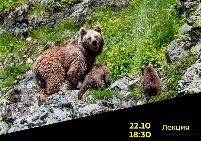 Люди в стране медведей или медведи в стране людей