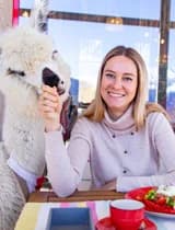 Альпаказавтрак в парке альпака Пача Мама